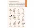 Rendhagyó madárhatározó – Szín, viselkedés, külalak és élőhely alapján