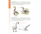 Rendhagyó madárhatározó – Szín, viselkedés, külalak és élőhely alapján