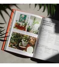 Hogyan tegyük boldoggá növényeinket? – Szakértői tanácsok növénytartóknak