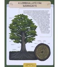 A természet iskolája – Színes ismeretek és izgalmas gyakorlatok a természet iránti érdeklődés felkeltésére