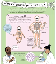 Hogyan működik az emberi test? – A csontoktól az idegrendszerig, a szervrendszerektől az érzékelésig