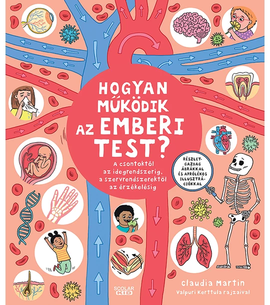 Hogyan működik az emberi test? – A csontoktól az idegrendszerig, a szervrendszerektől az érzékelésig