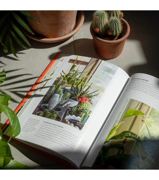 Hogyan tegyük boldoggá növényeinket? – Szakértői tanácsok növénytartóknak