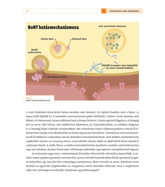 Esztétikai arckezelések – Botulinumtoxin-kezelés és hialuronsav-töltés