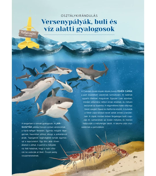 Vad vándorok – Kövesd az állatok kalandos útját!