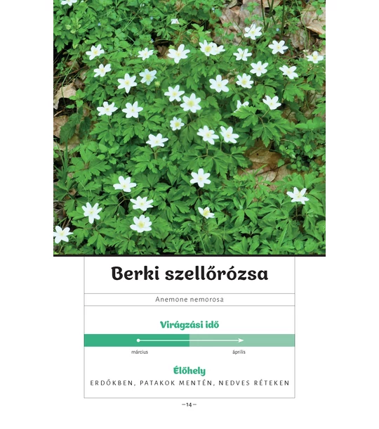 Mi nyílik most? – Kora tavasz