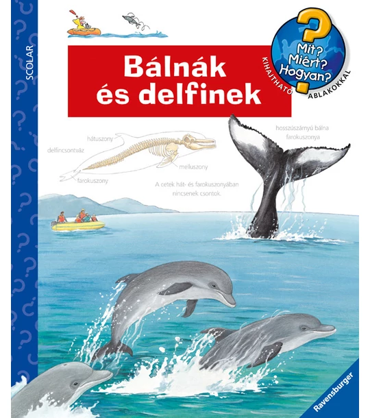 Bálnák és delfinek – Mit? Miért? Hogyan? (37.)